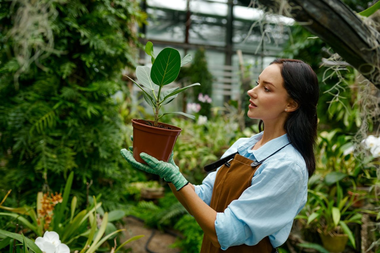 young-woman-gardener-holding-pot-and-looking-at-green-ficus-flower.jpg young-woman-gardener-holding-pot-and-looking-at-green-ficus-flower.jpg